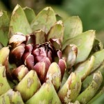 artichoke