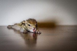 rob-shtastliveca-sri-lanka-paul-williams-1