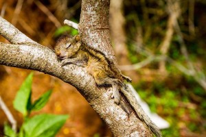 rob-shtastliveca-sri-lanka-paul-williams-3