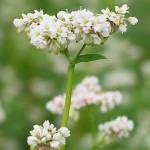 buckwheat