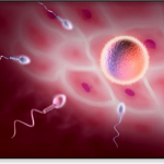 ovulation calendar