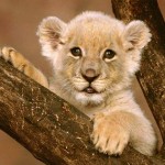 baby lion