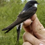 liastovica